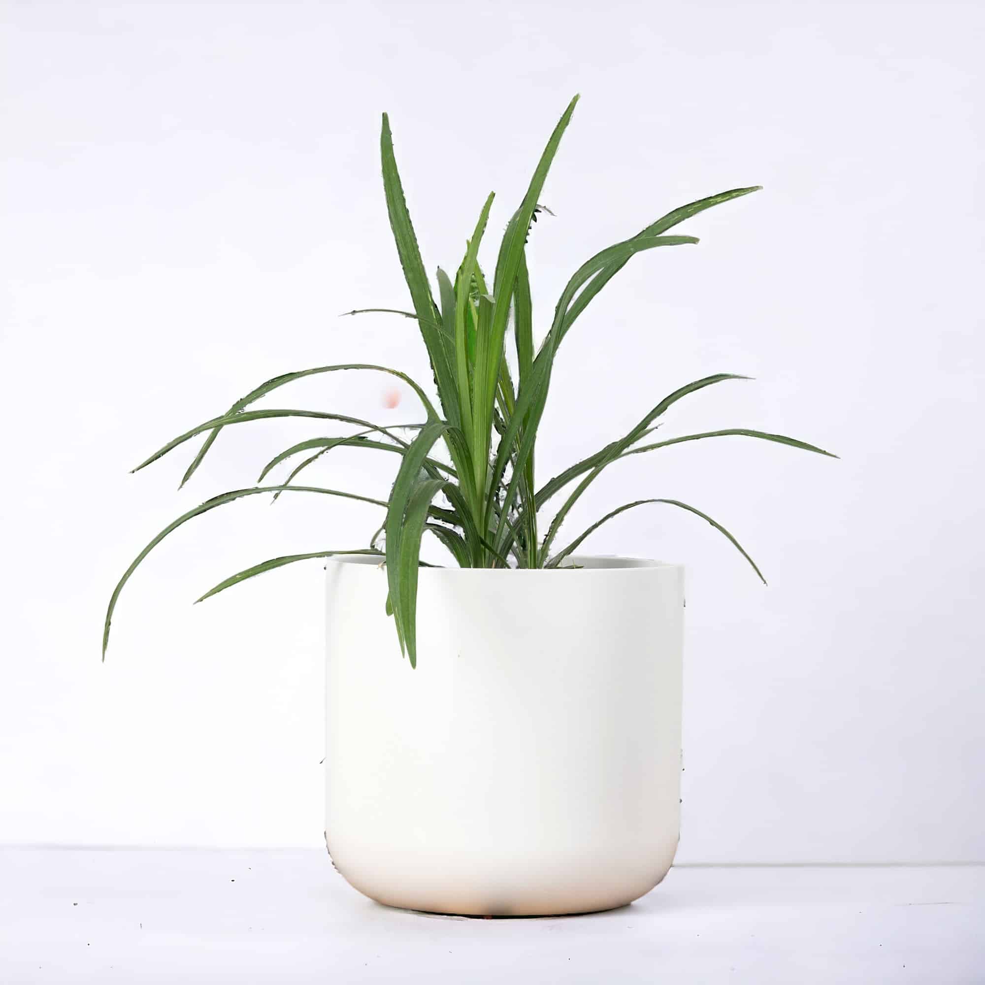 Lirope De La Frontera Comprar Online Can Juanito Lirope De La Frontera Comprar Online Can Juanito