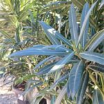 Adelfa en maceta (Nerium oleander)