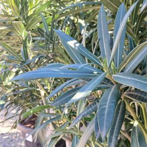 Adelfa en maceta (Nerium oleander)