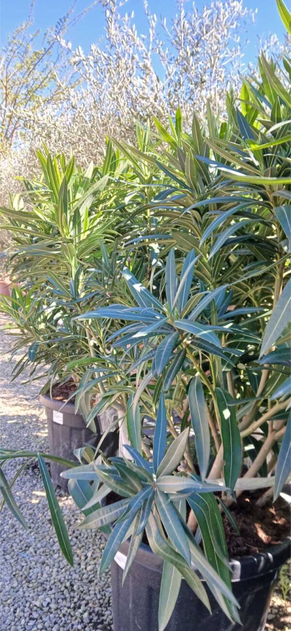 COMPRAR ADELFA ONLINE Adelfa en maceta (Nerium oleander) - Imagen 3