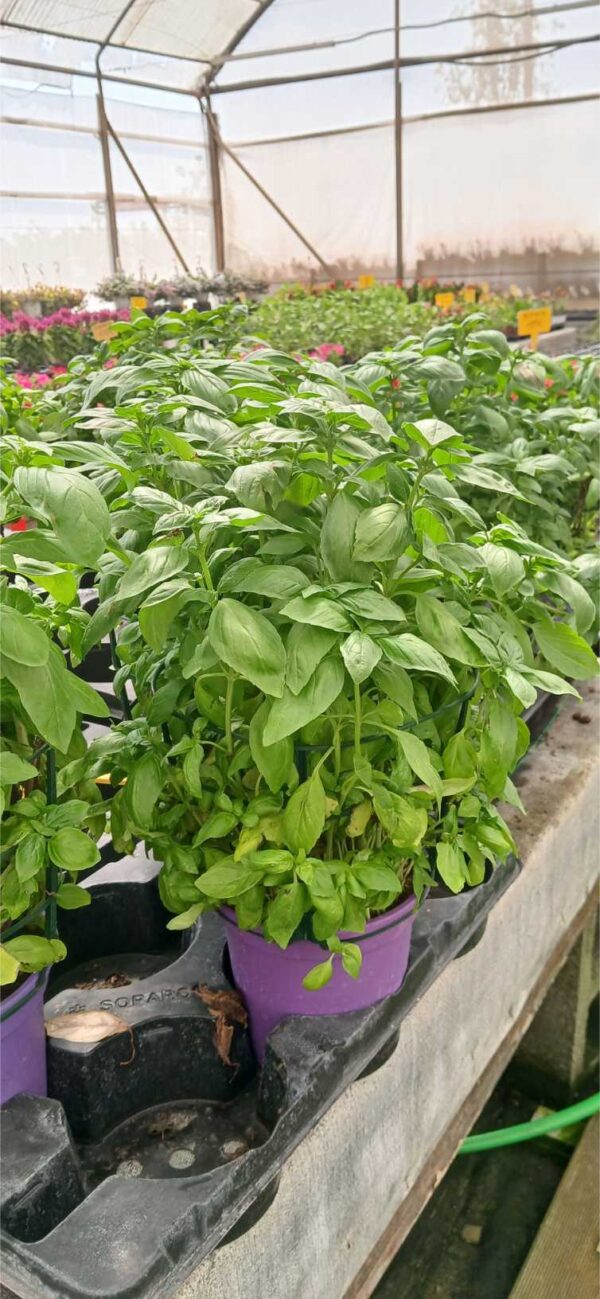 Albahaca aromática y culinaria (Ocimum basilicum) - Imagen 2
