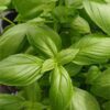 Vivero Online en Mallorca · Plantas de Interior y Exterior