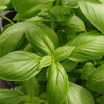 Albahaca aromática y culinaria (Ocimum basilicum)