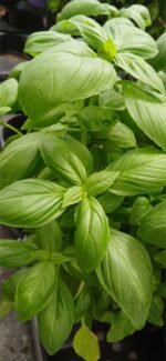 Albahaca aromática y culinaria (Ocimum basilicum)