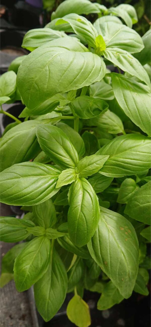 Albahaca aromática y culinaria (Ocimum basilicum)