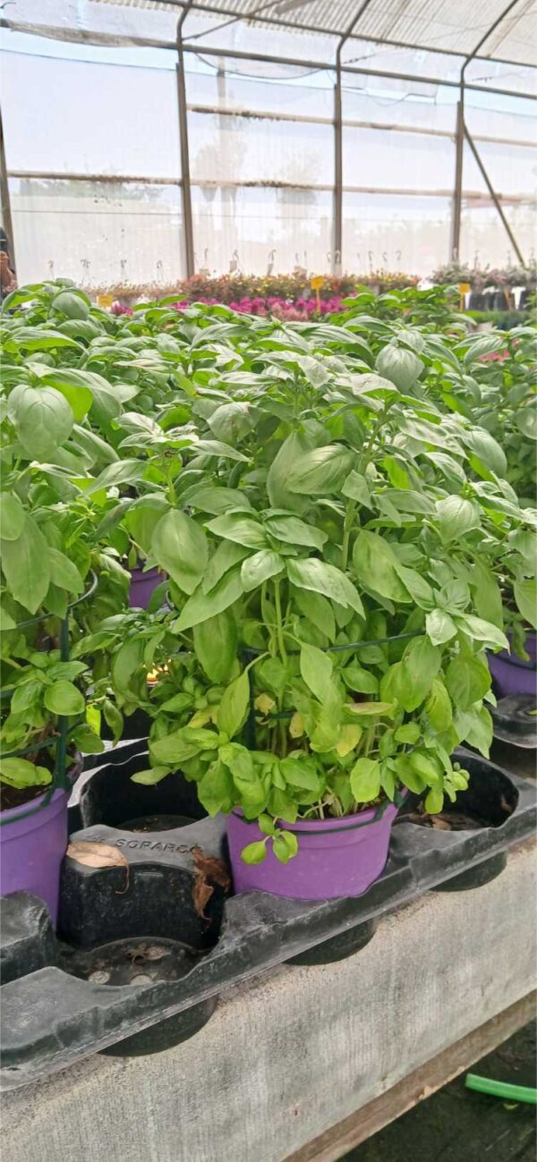 Albahaca aromática y culinaria (Ocimum basilicum) - Imagen 3