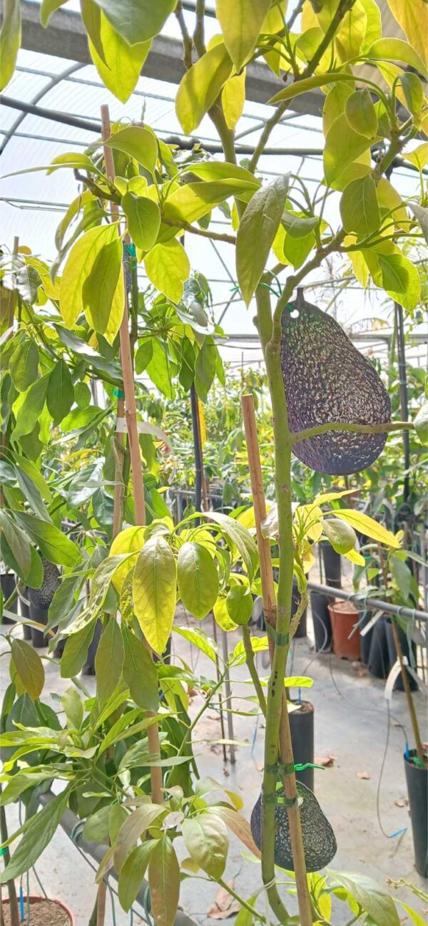 Aguacate Hass (Persea americana) - Imagen 2