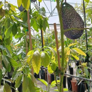 Aguacate Hass (Persea americana)