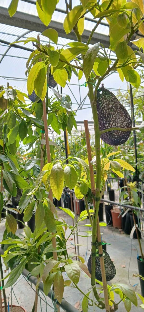 COMPRAR ARBOL AGUACATE ONLINE