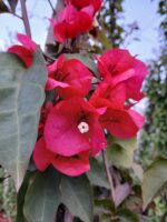 Buganvilla sanderiana con tutor