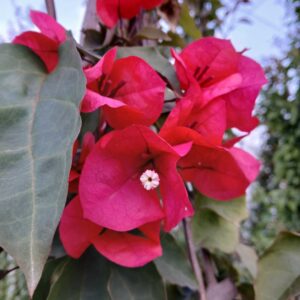 Buganvilla sanderiana con tutor