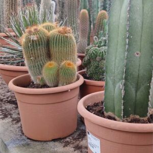COMPRAR CACTUS MACETA