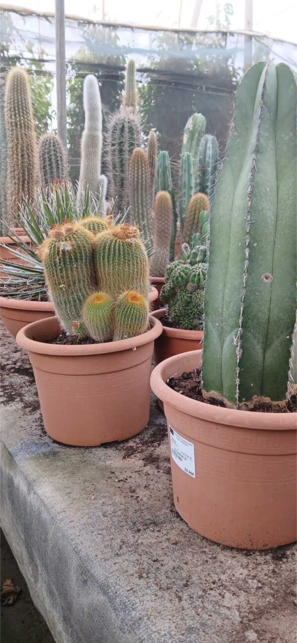 COMPRAR CACTUS MACETA Cactus en maceta - Imagen 2