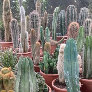 Cactus en maceta
