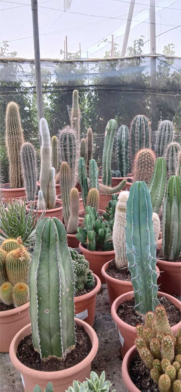 COMPRAR CACTUS MACETA ENVIO A DOMICILIO Cactus en maceta