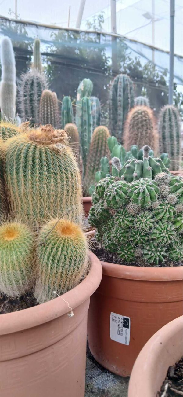 COMPRAR CACTUS MACETA ONLINE Cactus en maceta - Imagen 3