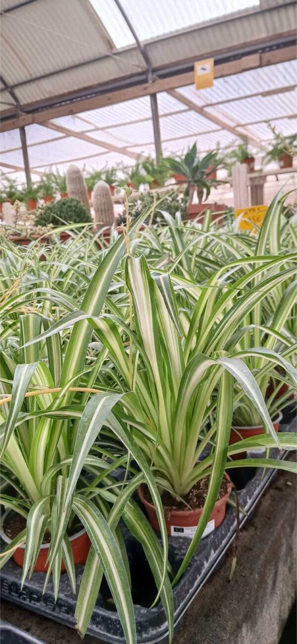 COMPRAR CINTA EN MACETA Cinta en maceta (Chlorophytum comosum) - Imagen 2