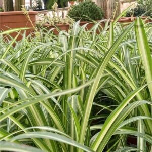 Cinta en maceta (Chlorophytum comosum)