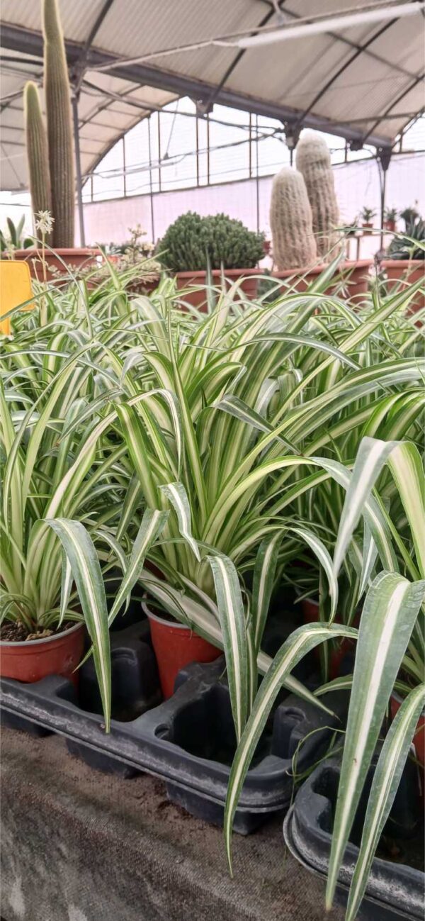 COMPRAR CINTA EN MACETA ONLINE Cinta en maceta (Chlorophytum comosum) - Imagen 3