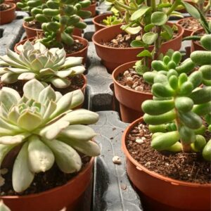 Crasas variadas 8,5 cm