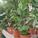 Ficus lirata (Ficus lyrata)