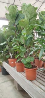 Ficus lirata (Ficus lyrata)