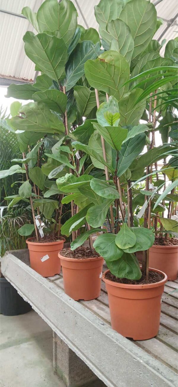 Ficus lirata (Ficus lyrata) - Imagen 3