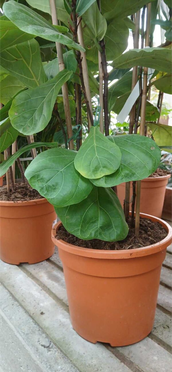 Ficus lirata (Ficus lyrata) - Imagen 2