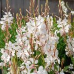 Gaura blanca (Gaura lindheimeri)