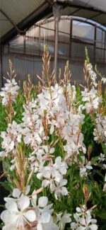 Gaura blanca (Gaura lindheimeri)