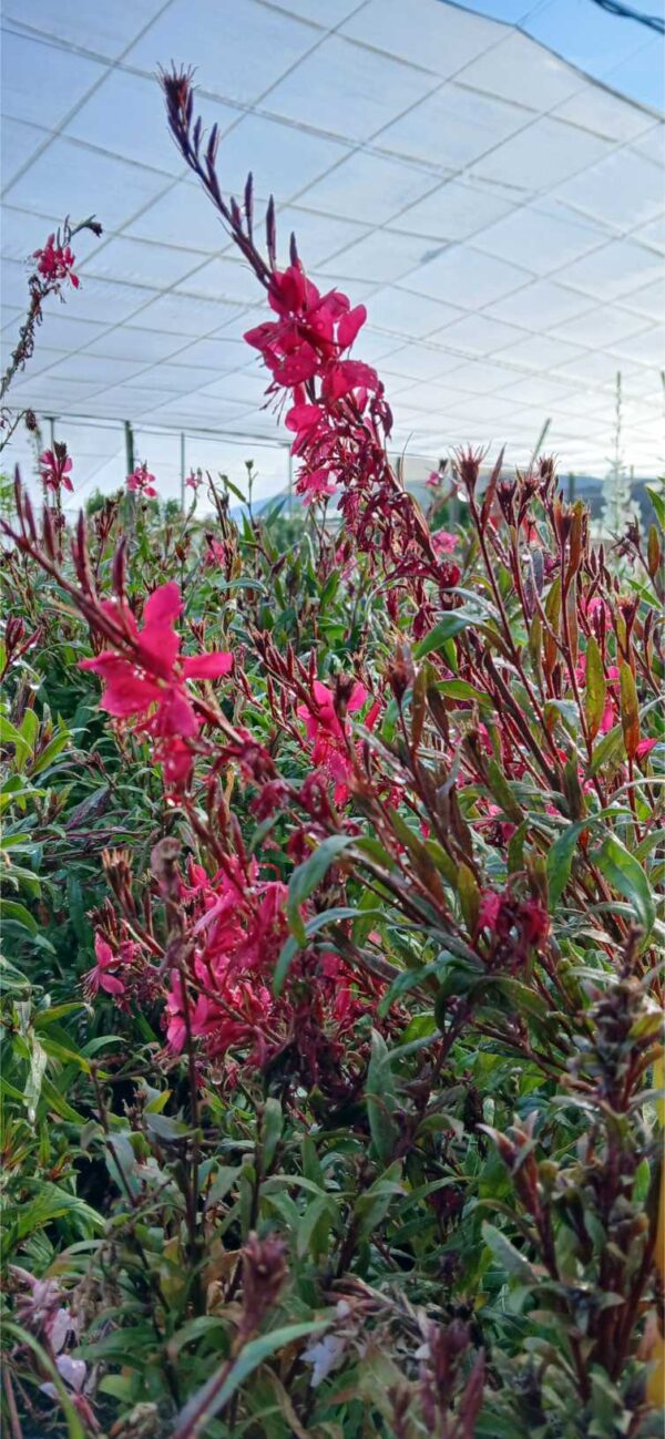Gaura rosa (Gaura lindheimeri) - Imagen 2