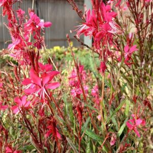 Gaura rosa (Gaura lindheimeri)