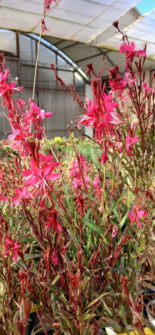 COMPRAR GAURA ROSA ONLINE