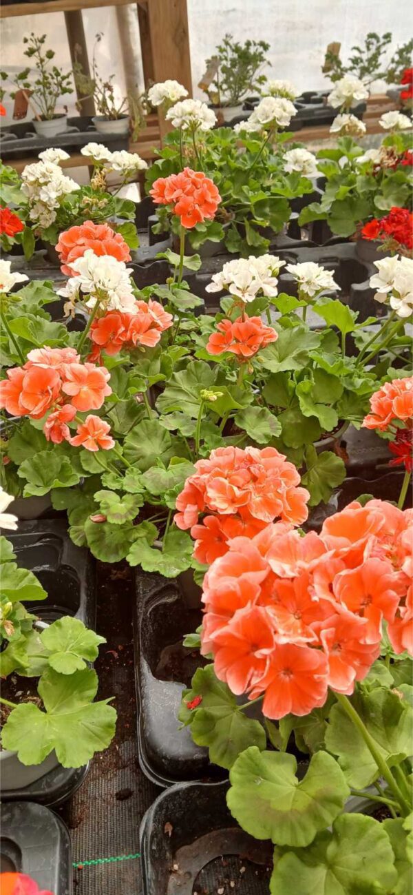 COMPRAR GERANIO Geranio zonal (Pelargonium zonale) - Imagen 3