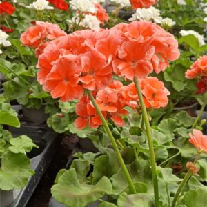 Geranio zonal (Pelargonium zonale)