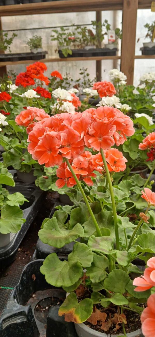 COMPRAR GERANIO PELARGONIUM