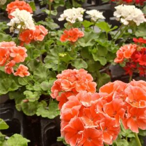 COMPRAR GERANIO PELARGONIUM ONLINE