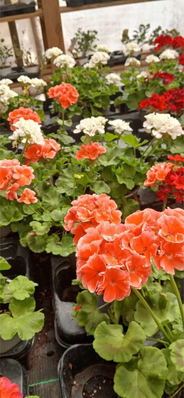 COMPRAR GERANIO PELARGONIUM ONLINE Geranio zonal (Pelargonium zonale) - Imagen 2