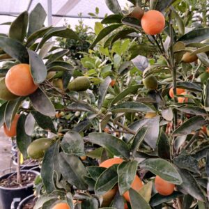 Kumquat (Fortunella margarita)
