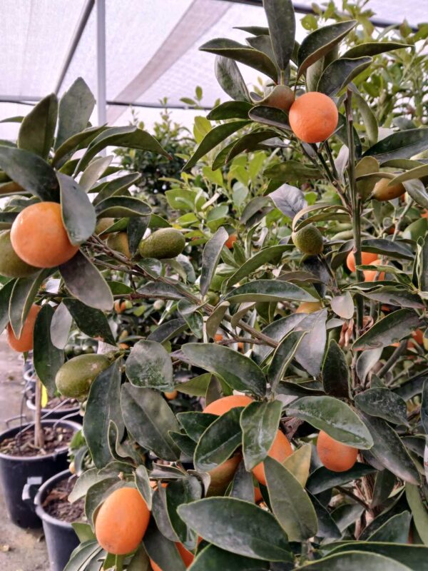 COMPRAR KUMQUAT