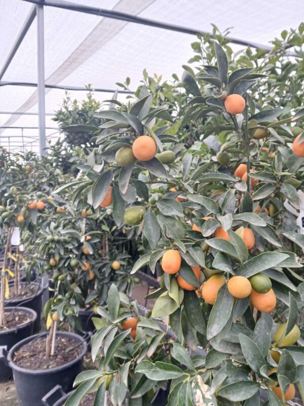 Kumquat (Fortunella margarita) - Imagen 3