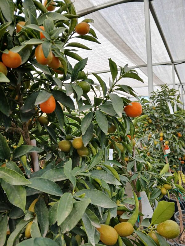 Kumquat (Fortunella margarita) - Imagen 2