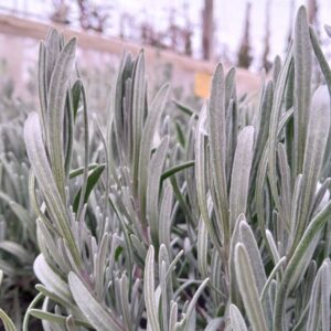 Lavanda angustifolia