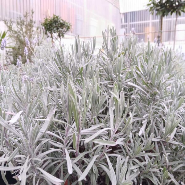 COMPRAR LAVANDA ANGUSTIFOLIA ONLINE Lavanda angustifolia - Imagen 2