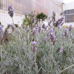 Lavanda en maceta (Lavandula angustifolia)