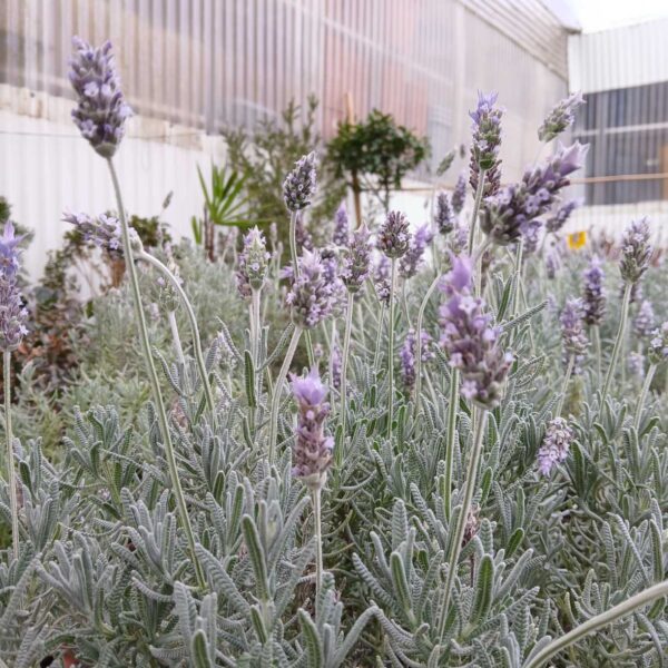 Lavanda en maceta (Lavandula angustifolia)