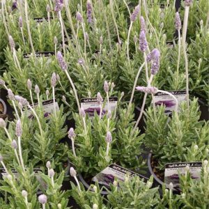 COMPRAR LAVANDA DENTATA ONLINE