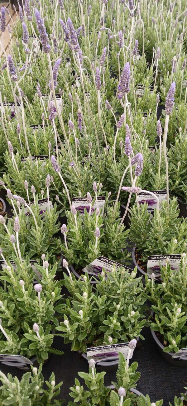 Lavanda en maceta (Lavandula angustifolia) - Imagen 2