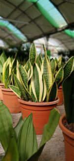 Lengua de Suegra (Sansevieria trifasciata)