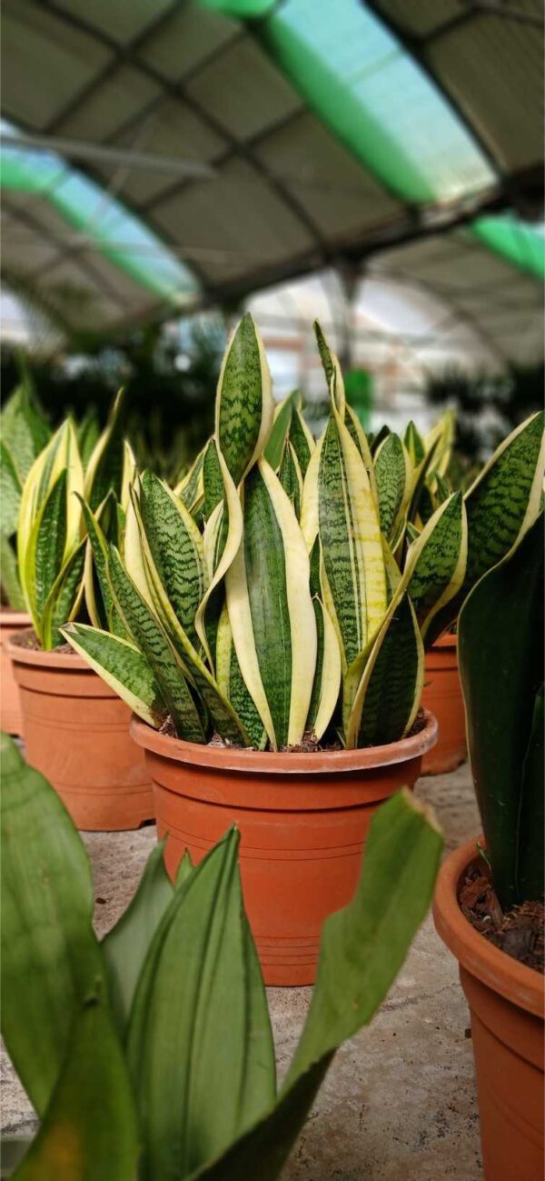 Lengua de Suegra (Sansevieria trifasciata)